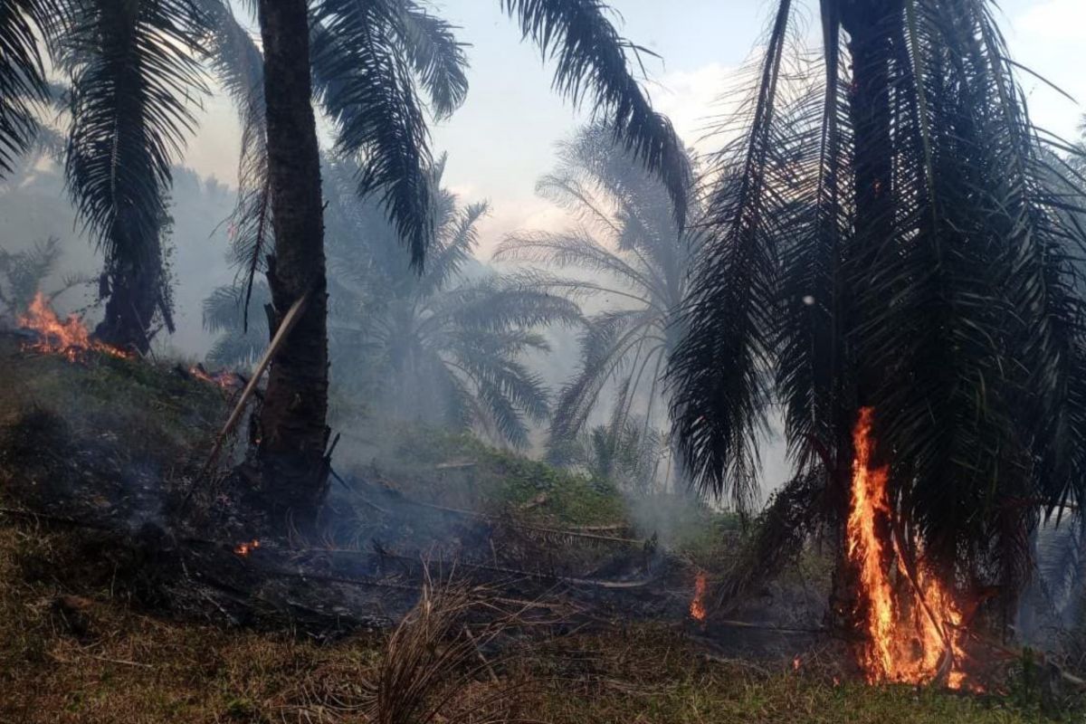 Polres Garut Selidiki Penyebab Kebakaran 15 Hektare Lahan Sawit Milik PT Condong
