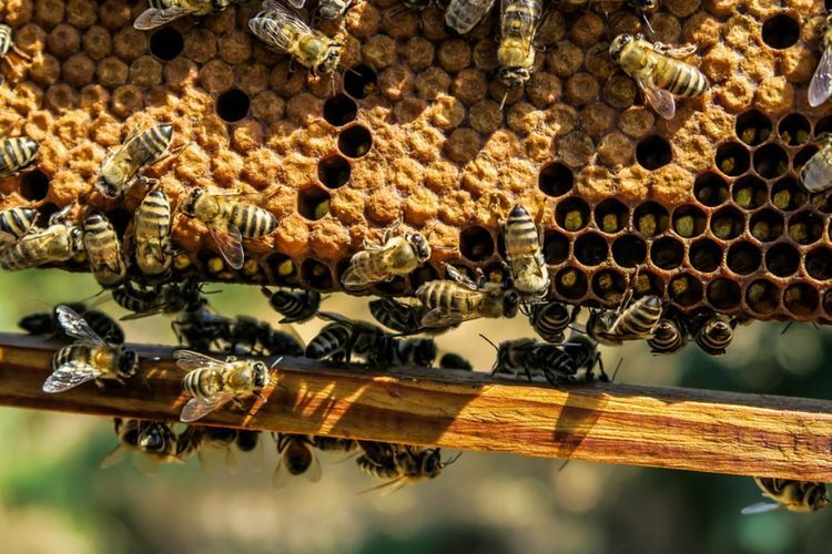 5 Arti Mimpi Lebah Menurut Primbon Jawa, Pertanda Buruk atau Baik?
