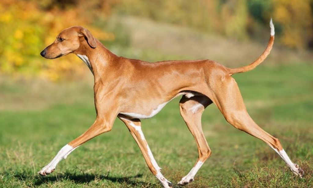 5 Arti Mimpi Dikejar Anjing Menurut Islam, Pertanda Buruk atau Baik?