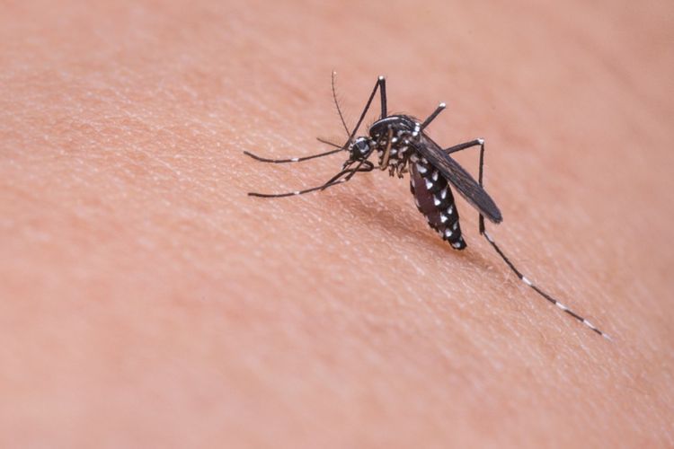 Nyamuk Aedes Aegypti, Si Kecil Belang yang Ternyata Super Bahaya