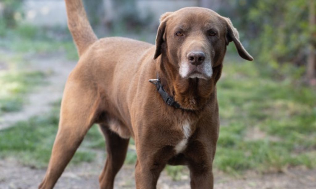 5 Arti Mimpi Dikejar Anjing Menurut Islam, Pertanda Buruk atau Baik?