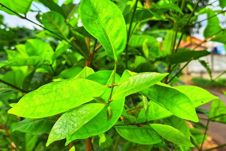 7 Manfaat Daun Salam untuk Kesehatan yang Jarang Diketahui