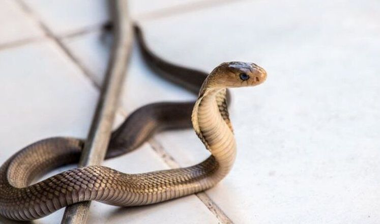 5 Arti Mimpi Ular Masuk ke Rumah Menurut Primbon Jawa, Pertanda Baik?