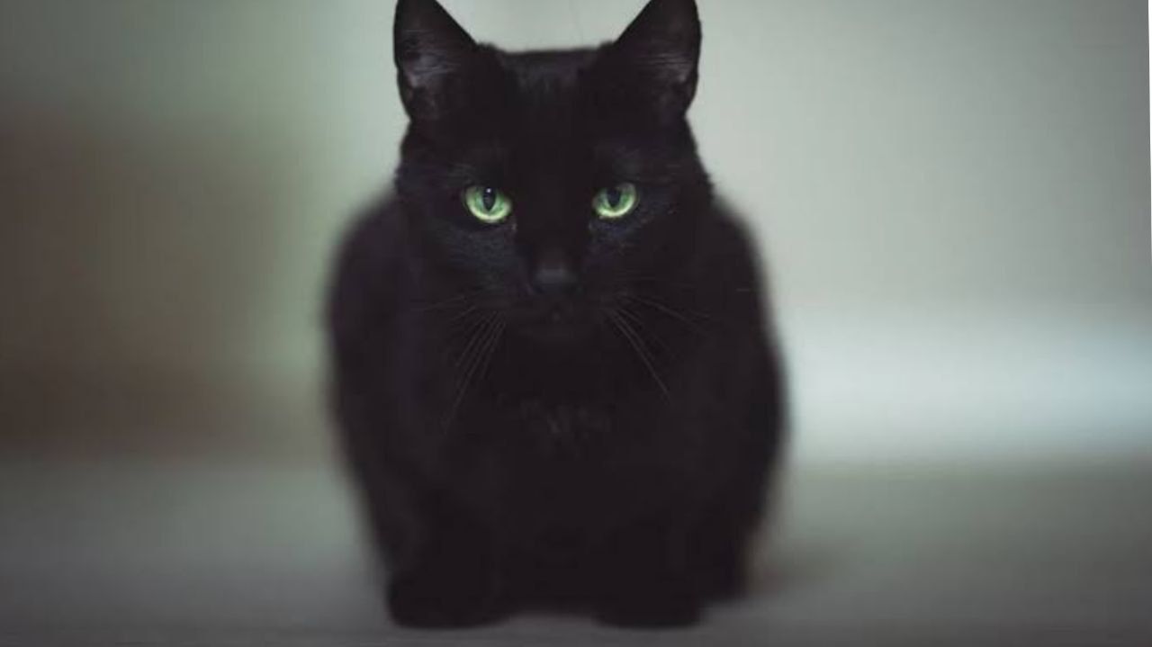5 Arti Mimpi Kucing Hitam Menurut Primbon Jawa, Tanda Baik atau Buruk?