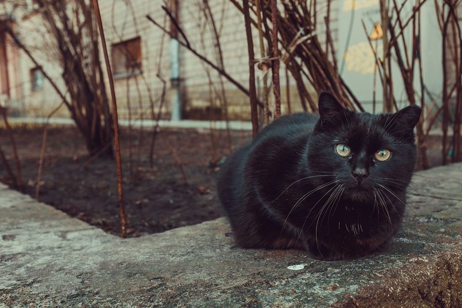 5 Arti Mimpi Kucing Hitam Menurut Primbon Jawa, Tanda Baik atau Buruk?