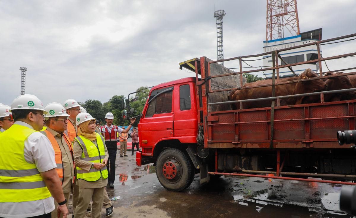 Perkuat Stok Pangan Selama Ramadhan, Pemprov DKI Jakarta Datangkan Ribuan Ekor Sapi dari Negeri Kangguru