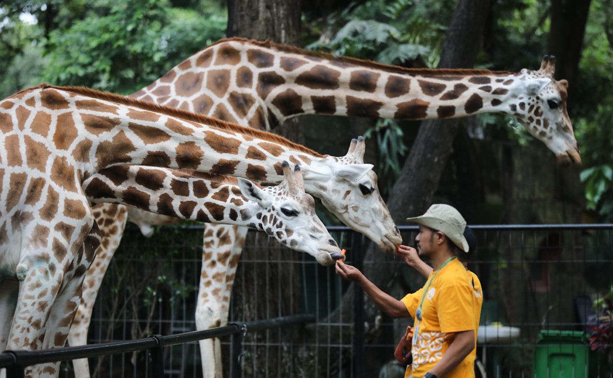 Revitalisasi Ragunan Segera Dimulai, DPRD DKI Jakarta: Harga Tiket Harus Tetap Murah dan Terjangkau!