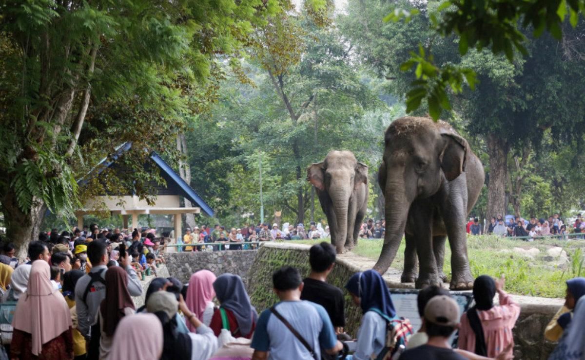 Taman Margasatwa Ragunan Diserbu 421 Ribu Pengunjung Selama Libur Lebaran 2026, Target Resmi Dilampaui!