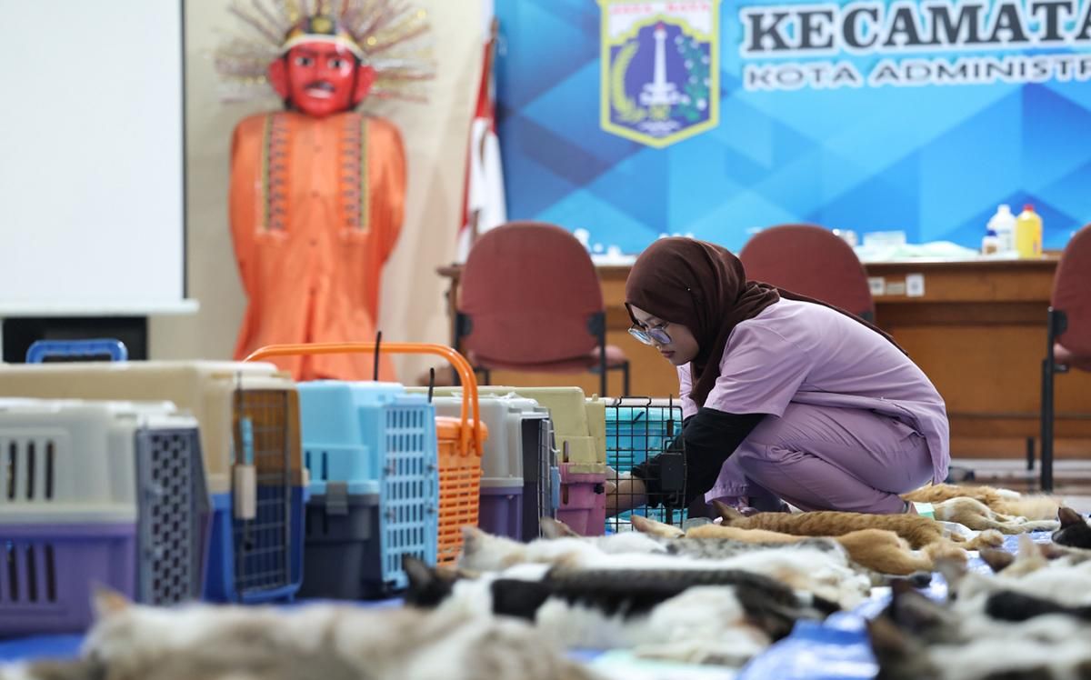 Cegah Over Populasi, Sebanyak 200 Kucing Jantan di Tambora Disterilisasi Gratis oleh Sudin KPKP Jakarta Barat