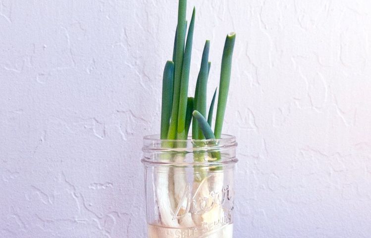 7 Manfaat Daun Bawang untuk Kesehatan yang Wajib Kamu Ketahui