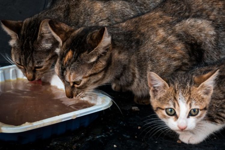 5 Arti Mimpi Melihat Banyak Kucing Menurut Islam, Pertanda Baik?
