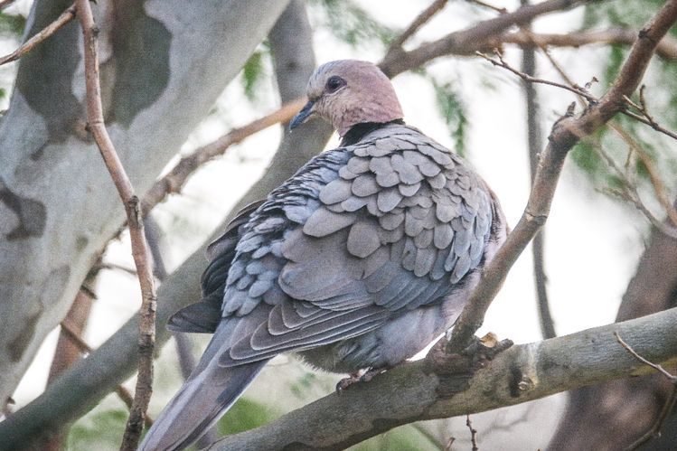 Ornitokori adalah: Proses Penyebaran Biji oleh Burung dalam Tumbuhan