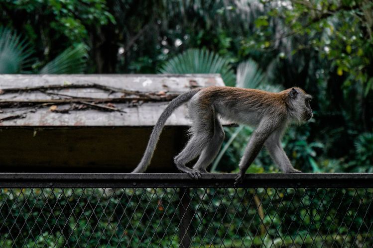 5 Arti Mimpi Monyet Masuk Rumah Menurut Islam, Pertanda Buruk?