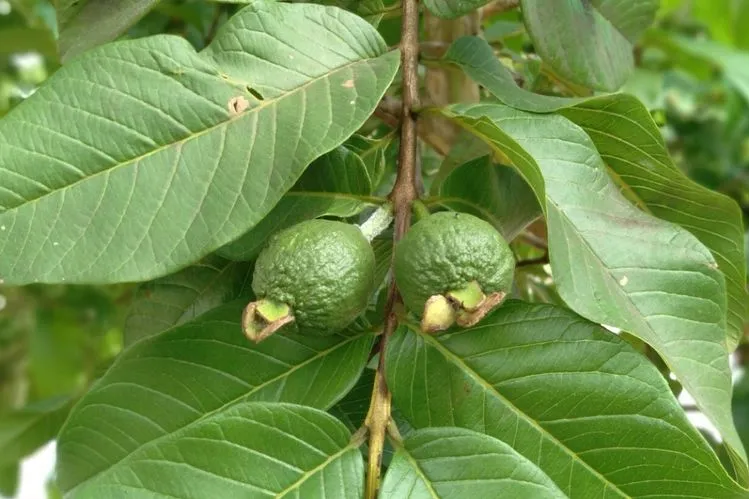 7 Manfaat Daun Jambu Biji untuk Kesehatan yang Perlu Kamu Tahu
