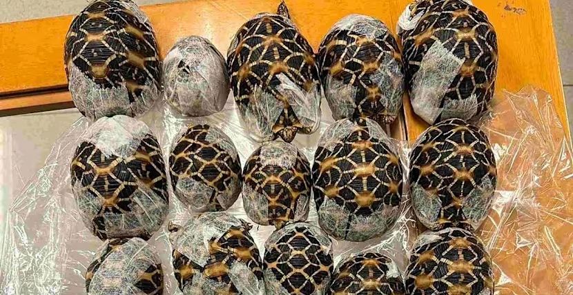 Remaja Ditangkap di Bandara Thailand karena Selundupkan 30 Kura-kura di Balik Pakaian