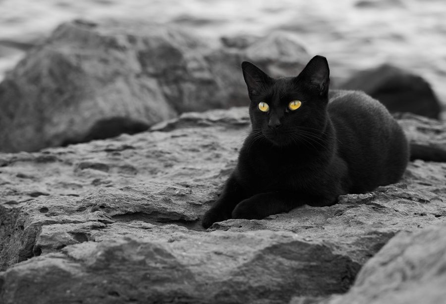 5 Arti Mimpi Melihat Kucing Hitam Menurut Islam, Pertanda Buruk?