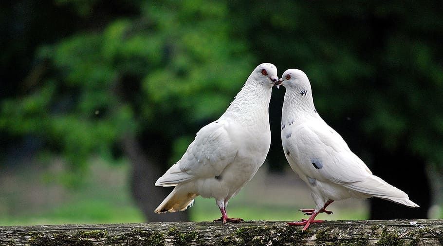 7 Arti Mimpi Burung Merpati Menurut Primbon Jawa, Tanda Cinta?