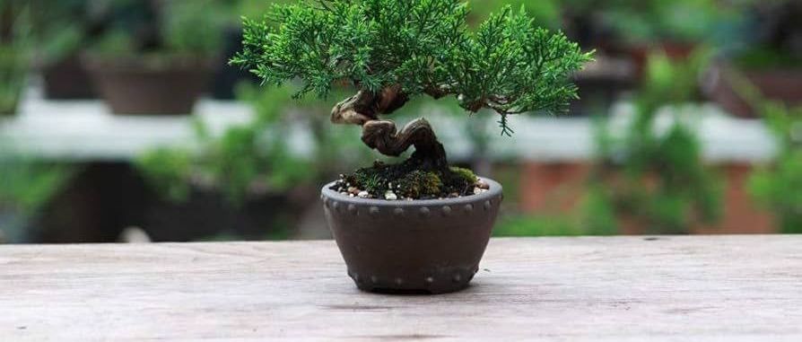 Bonsai: Seni Miniatur Pohon yang Memupuk Kesabaran dan Harmoni