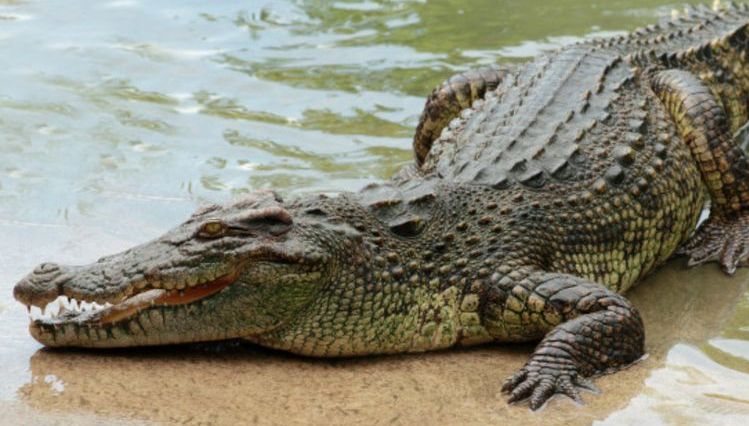 5 Arti Mimpi Melihat Buaya Menurut Primbon Jawa, Tanda Bahaya?