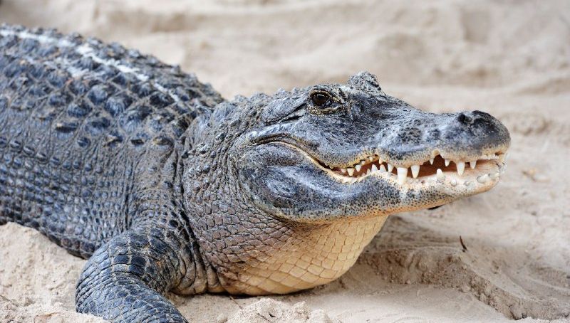 5 Arti Mimpi Melihat Buaya Menurut Primbon Jawa, Tanda Bahaya?
