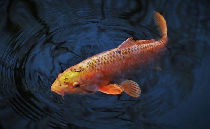 5 Arti Mimpi Ikan Mas Menurut Primbon Jawa, Pertanda Keberuntungan?