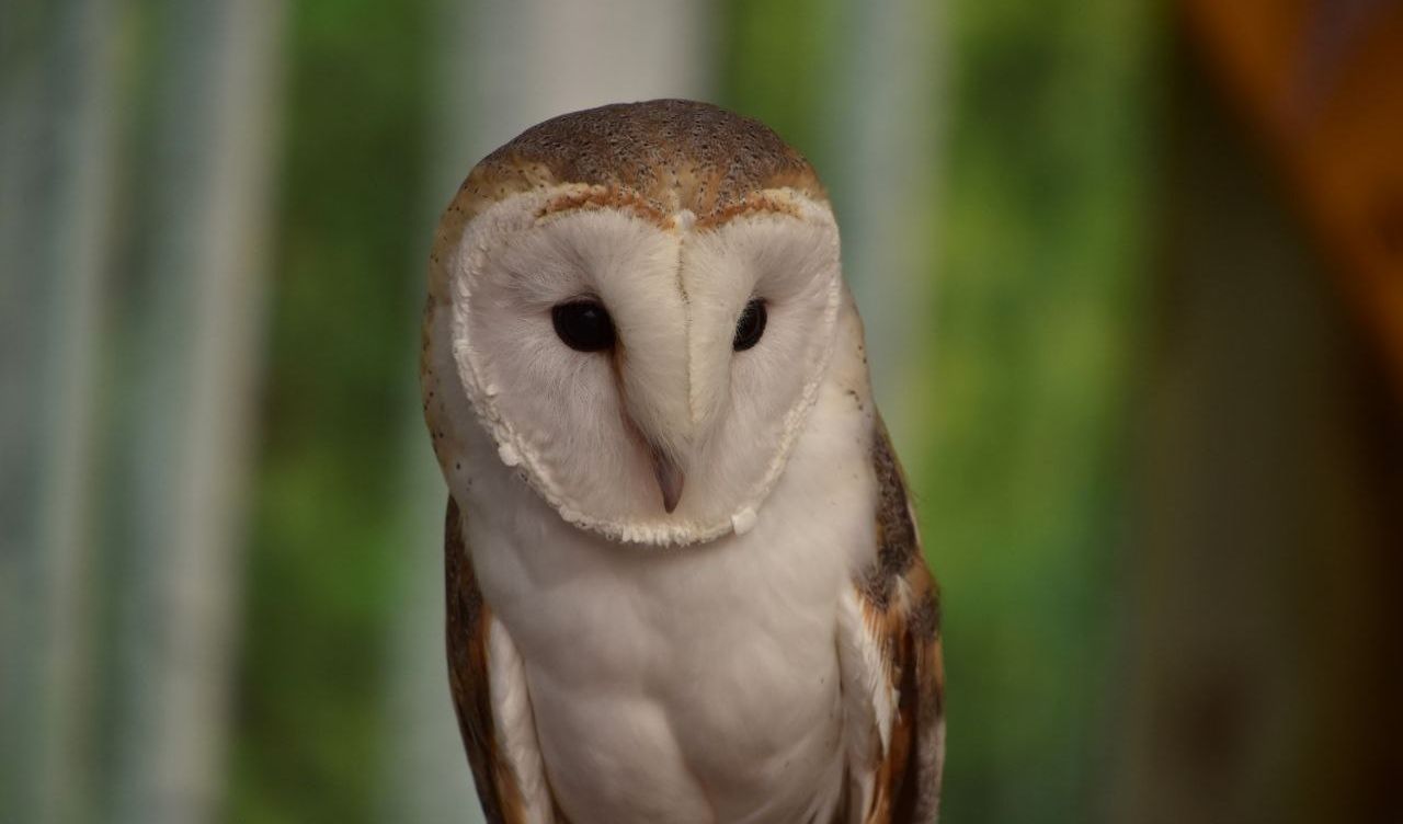 5 Arti Mimpi Burung Hantu Menurut Primbon Jawa, Pertanda Buruk?