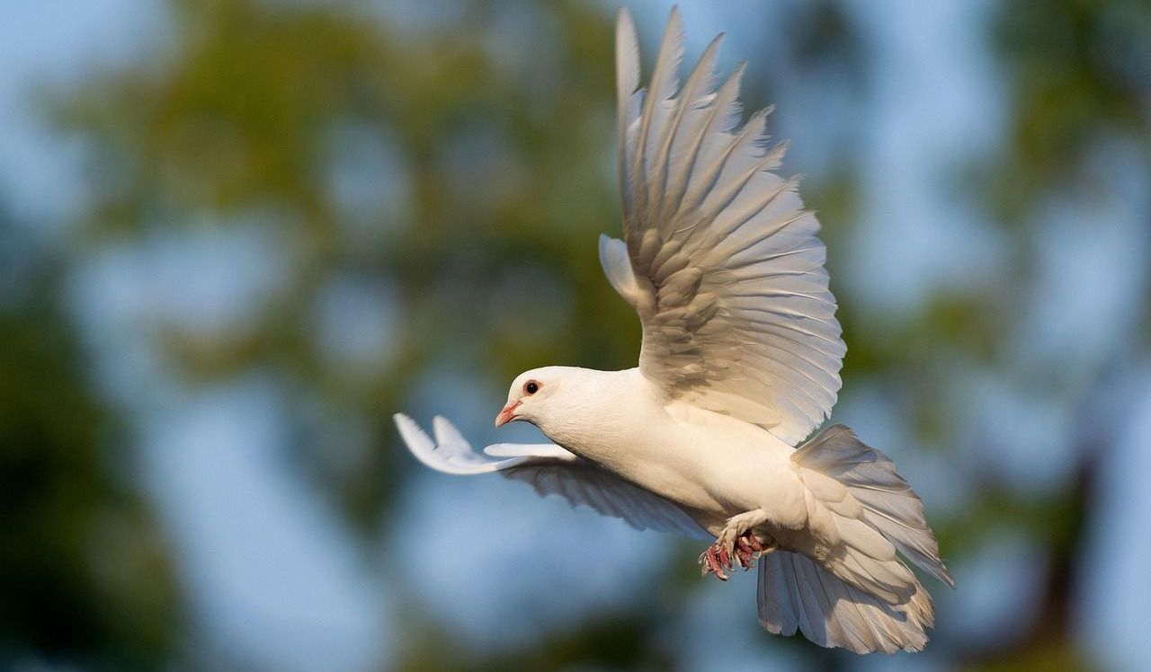 7 Arti Mimpi Burung Merpati Menurut Primbon Jawa, Tanda Cinta?