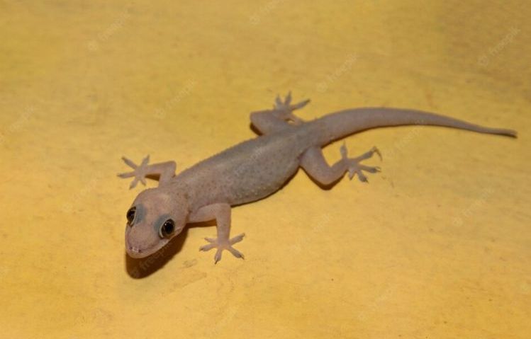Kenapa Cicak Harus Dibunuh? Ini Penjelasan Mitos, Fakta, dan Hukumnya