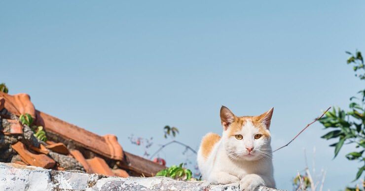 30 Ide Nama Kucing Jantan yang Lucu dan Keren