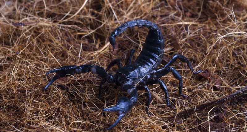 6 Arti Mimpi Kalajengking Menurut Primbon Jawa, Waspadai!
