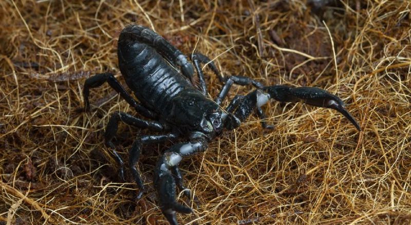 6 Arti Mimpi Kalajengking Menurut Primbon Jawa, Waspadai!