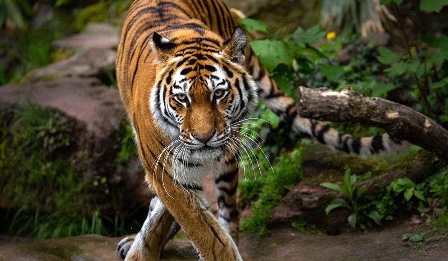 5 Arti Mimpi Melihat Harimau Menurut Primbon Jawa, Simbol Bahaya?