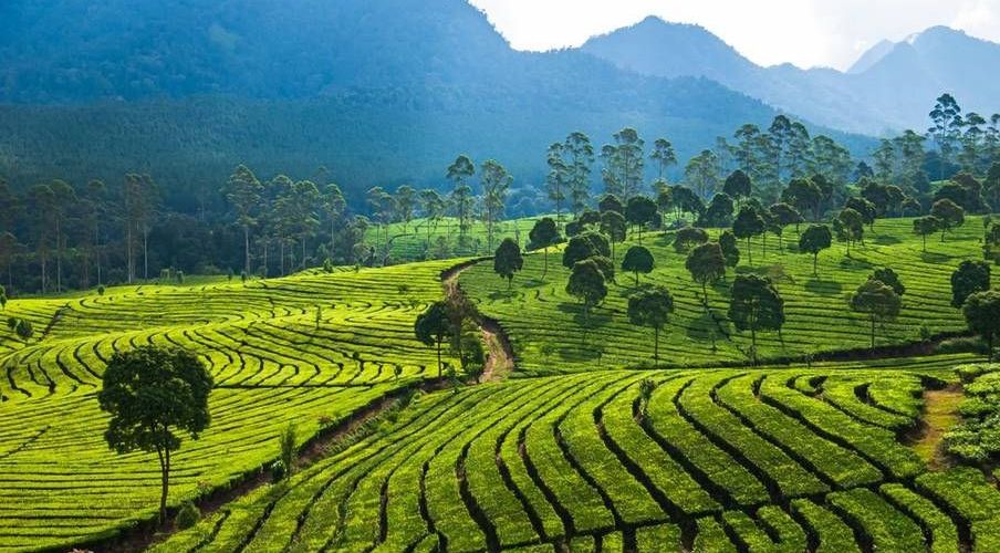 30 Ide Caption Aesthetic untuk Foto di Kebun Teh