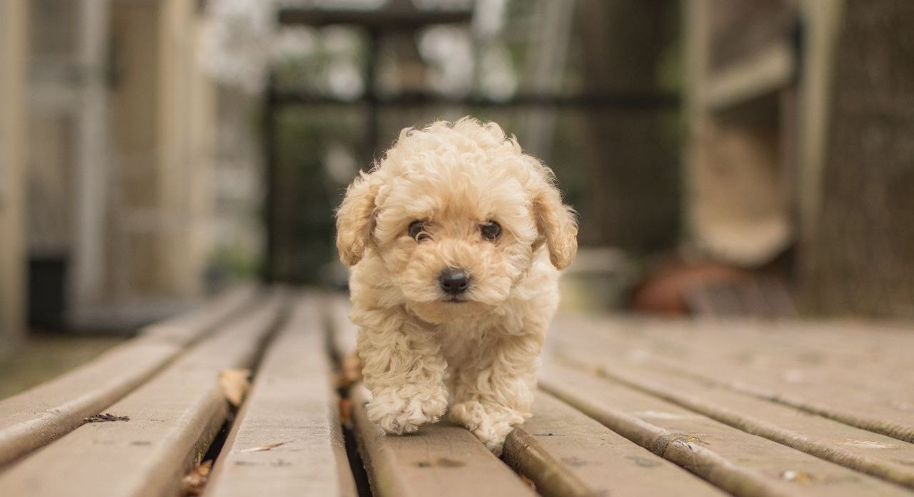 30 Ide Nama Anjing Betina yang Manis dan Bikin Gemas