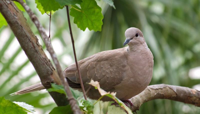 5 Arti Mimpi Burung Perkutut Menurut Primbon Jawa, Tanda Keberuntungan?