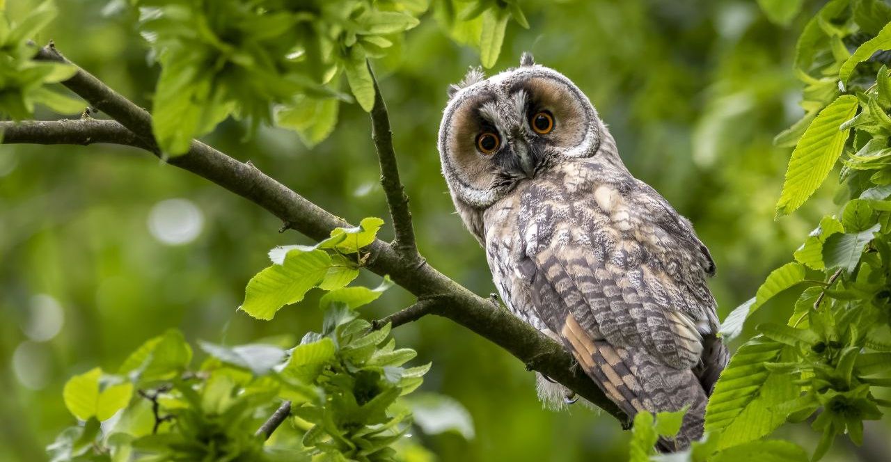 5 Arti Mimpi Burung Hantu Menurut Primbon Jawa, Pertanda Buruk?