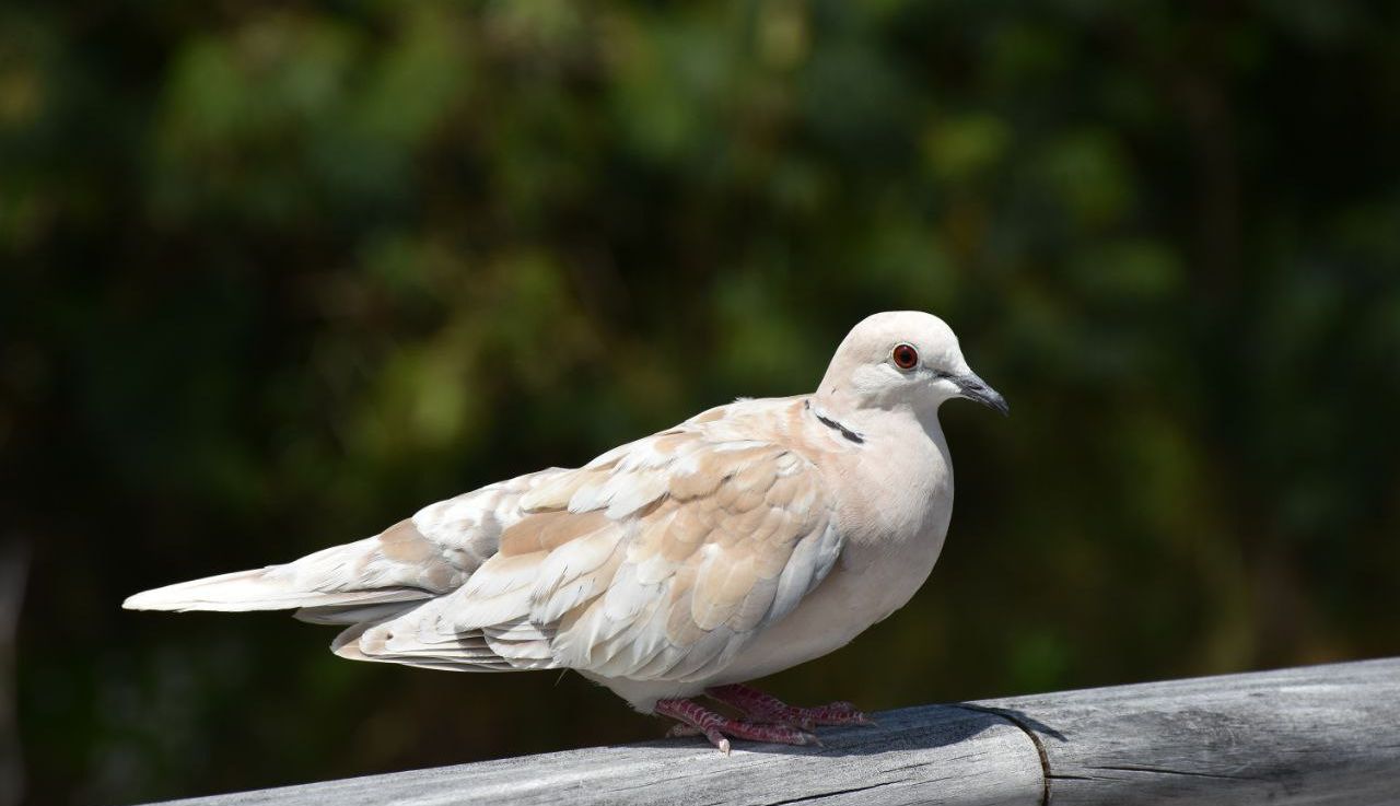 5 Arti Mimpi Burung Perkutut Menurut Primbon Jawa, Tanda Keberuntungan?