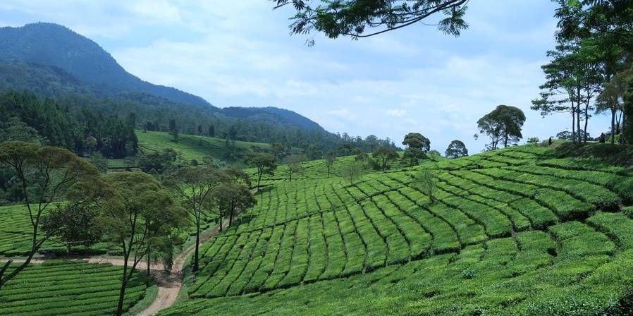 30 Ide Caption Aesthetic untuk Foto di Kebun Teh