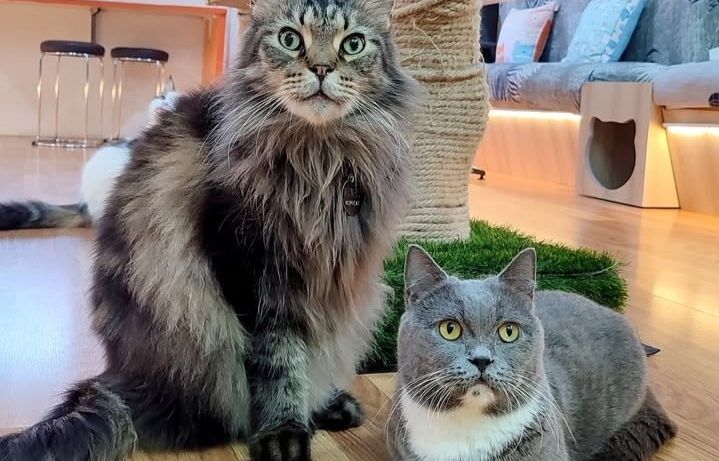 7 Rekomendasi Kafe Kucing Tempat Hiling Bagi Para Cat Lovers