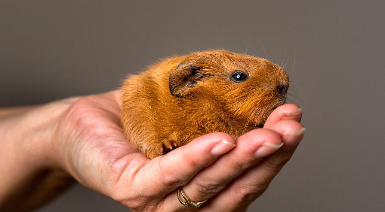 40 Ide Nama Hamster yang Lucu, Imut dan Menggemaskan