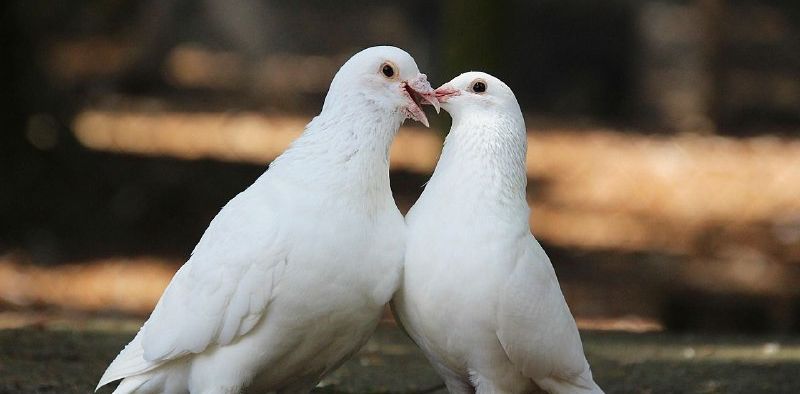 7 Arti Mimpi Burung Merpati Menurut Primbon Jawa, Tanda Cinta?