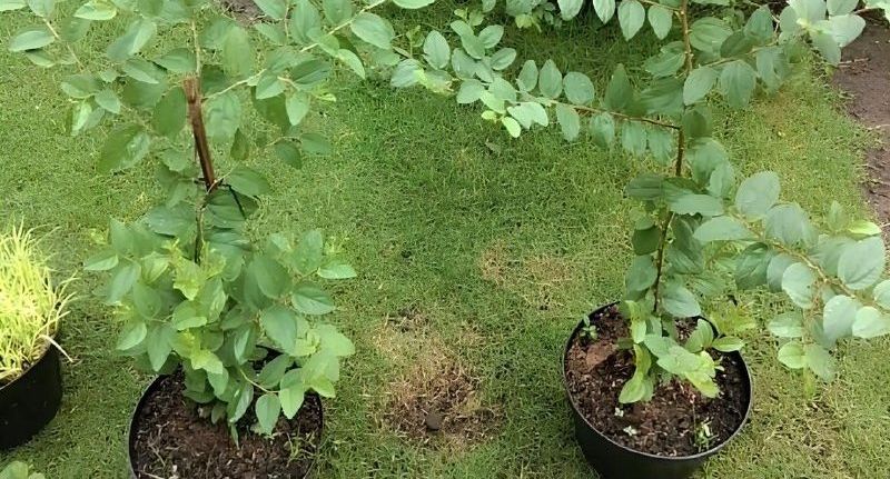 10 Pohon yang Dipercaya Mampu Menangkal Santet dan Guna-guna Menurut Primbon Jawa