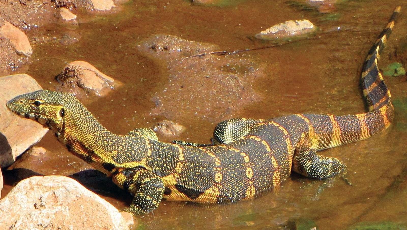 5 Arti Mimpi Dikejar Biawak Menurut Primbon Jawa, Hati-hati Kamu Bakal Hadapi Masalah Besar!