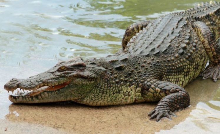 5 Arti Mimpi Dimakan Buaya menurut Primbon Jawa, Pertanda Apa?