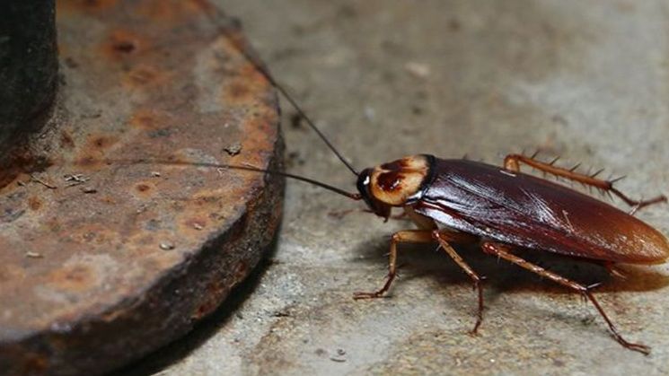 5 Arti Mimpi Kecoa Menurut Primbon Jawa, Pertanda Baik atau Buruk?