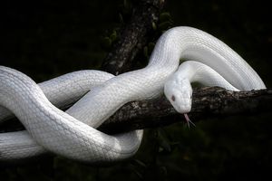 5 Arti Mimpi Membunuh Ular Menurut Primbon Jawa, Pertanda Apa?