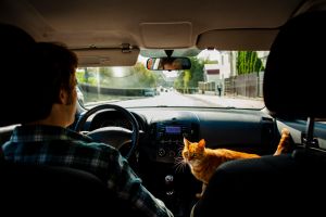 Bukan Penyerap Stres Instan, Ternyata Ini Alasan Ilmiah Kucing Gak Bisa Langsung Menghapus Hari Burukmu