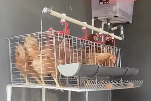 Tren Baru Keluarga Kecil, Begini Cara Memulai Ternak Ayam Petelur di Lahan Rumah yang Terbatas