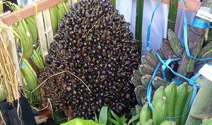 Bupati Nunukan Ingin Petani Sawit Mendapat Harga yang Adil