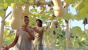 Bumdes Sumber Berkah Desa Kapungan Klaten Panen Labu Madu Penunjang Superfood